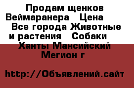 Продам щенков Веймаранера › Цена ­ 30 - Все города Животные и растения » Собаки   . Ханты-Мансийский,Мегион г.